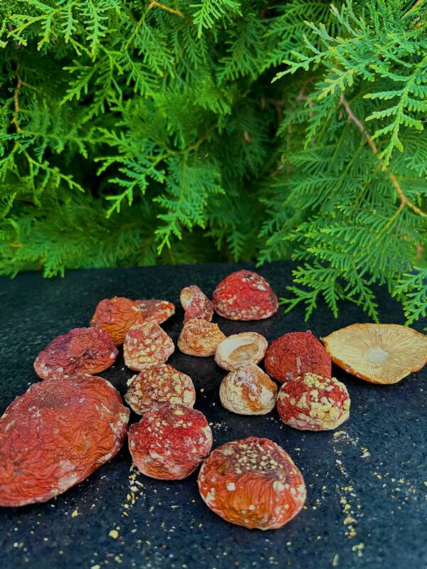 Dried Amanita Muscaria PREMIUM