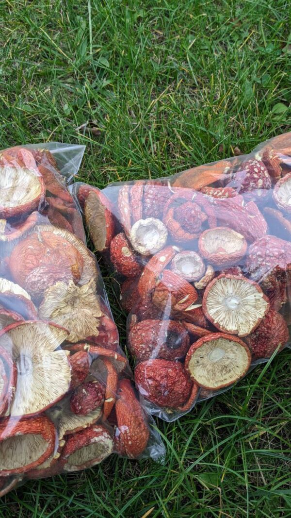 Dried Amanita Muscaria PREMIUM - Image 3