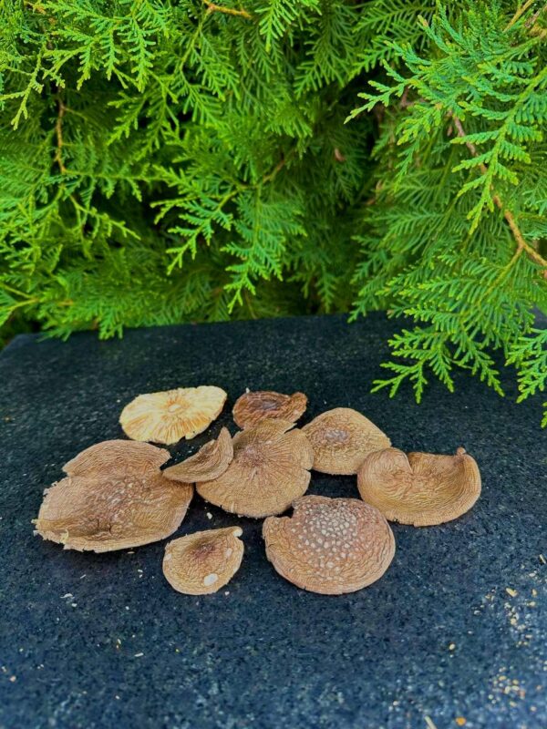 Amanita Muscaria Panther